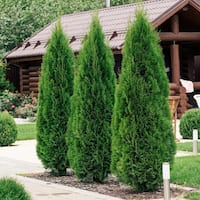 National Plant Network 2.5 qt. Arborvitae Green Giant Shrub Deals